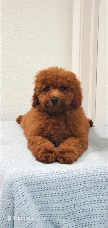 Candy – Miniature Goldendoodle puppy for sale in Pierce City, MO