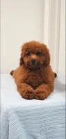 Candy, a female Miniature Goldendoodle for sale in Pierce City, MO – 1 of 10