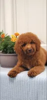 Bingo, a male Miniature Goldendoodle for sale in Pierce City, MO – 2 of 10