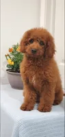 Sweet, a female Miniature Goldendoodle for sale in Pierce City, MO – 8 of 10