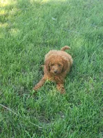 Bingo, a male Miniature Goldendoodle for sale in Pierce City, MO – 3 of 4