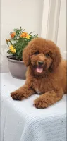 Bingo, a male Miniature Goldendoodle for sale in Pierce City, MO – 8 of 10