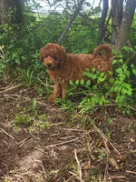 Candy, a female Miniature Goldendoodle for sale in Pierce City, MO – 6 of 8