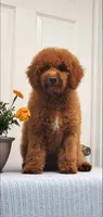 Bingo, a male Miniature Goldendoodle for sale in Pierce City, MO – 6 of 10