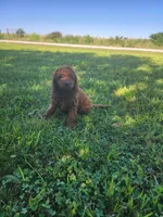 Sweet, a female Miniature Goldendoodle for sale in Pierce City, MO – 2 of 2