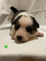 Bo, a male German Shepherd Dog for sale in Alpena, MI – Photo 3 of 3