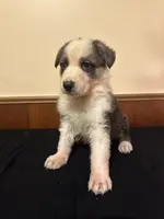 Bo, a male German Shepherd Dog for sale in Alpena, MI – Photo 1 of 3