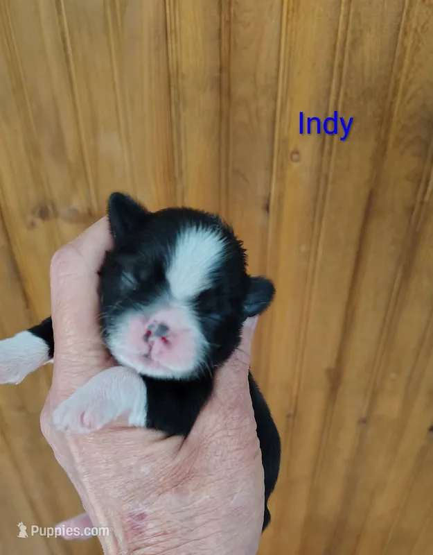 Independence - Indy – Shih Tzu puppy for sale in Palmyra, NY
