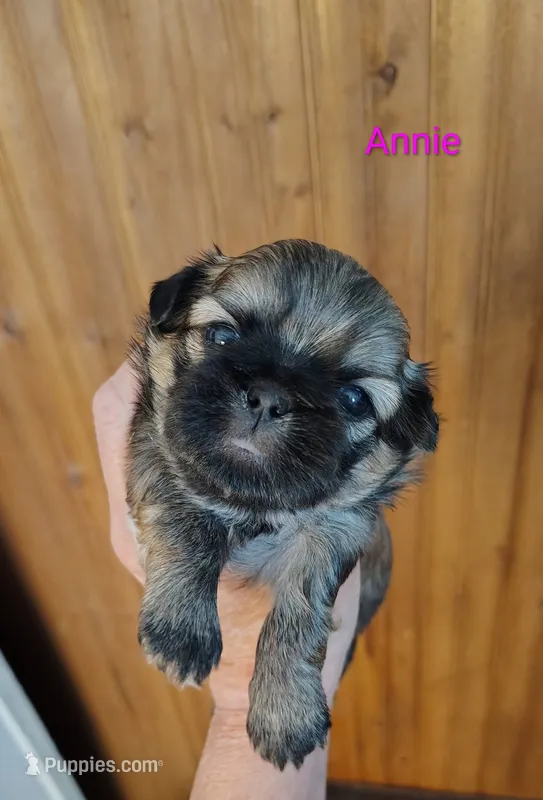 Annabelle - Annie – Shih Tzu puppy for sale in Palmyra, NY