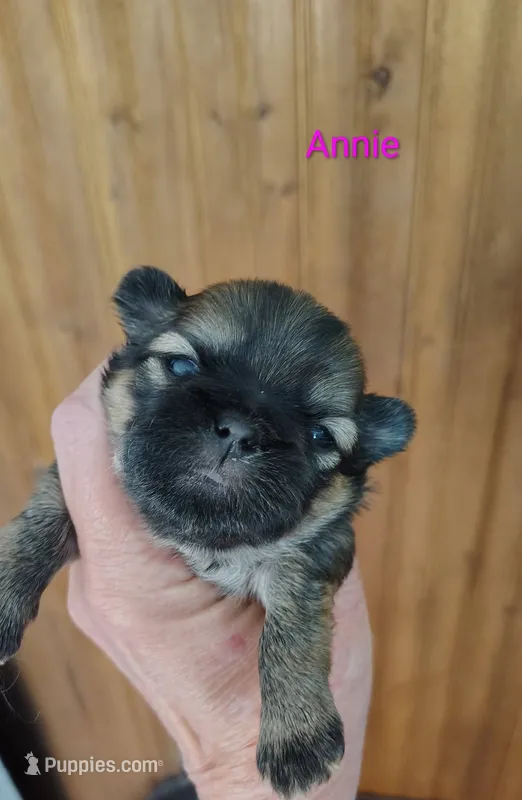 Annabelle - Annie – Shih Tzu puppy for sale in Palmyra, NY