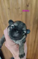 Annabelle - Annie, a female Shih Tzu for sale in Palmyra, NY – 1 of 5
