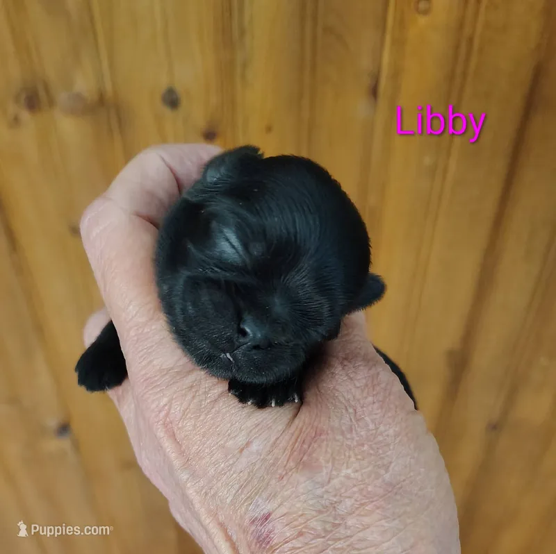Liberty - Libby – Shih Tzu puppy for sale in Palmyra, NY