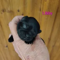 Liberty - Libby, a female Shih Tzu for sale in Palmyra, NY – 1 of 3