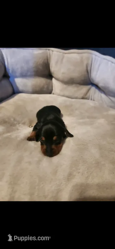 Rocco – Miniature Dachshund puppy for sale in Willow Springs, MO