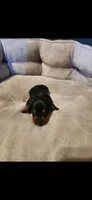 Rocco, a male Miniature Dachshund for sale in Willow Springs, MO – 1 of 1