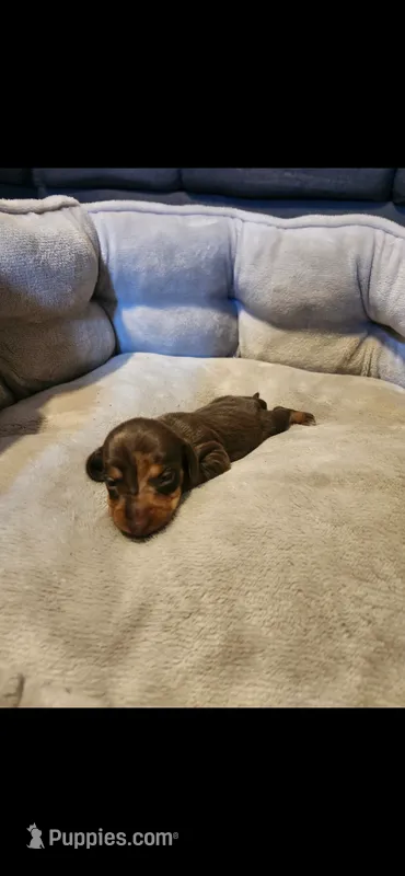 Karma  – Miniature Dachshund puppy for sale in Willow Springs, MO
