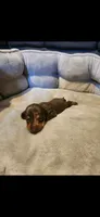 Karma , a female Miniature Dachshund for sale in Willow Springs, MO – 1 of 1
