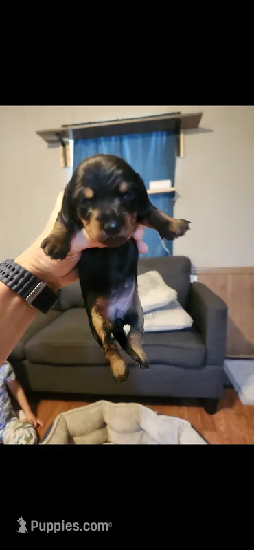 Laken – Miniature Dachshund puppy for sale in Willow Springs, MO