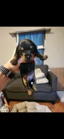 Laken, a female Miniature Dachshund for sale in Willow Springs, MO – 1 of 1
