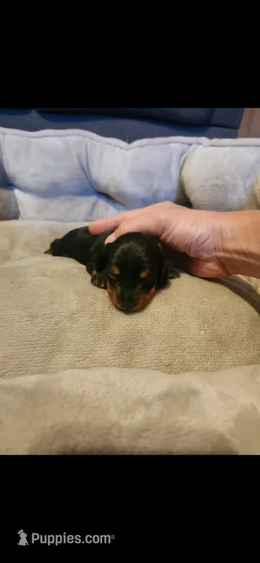 Cami  – Miniature Dachshund puppy for sale in Willow Springs, MO