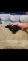 Cami , a female Miniature Dachshund for sale in Willow Springs, MO – 1 of 1