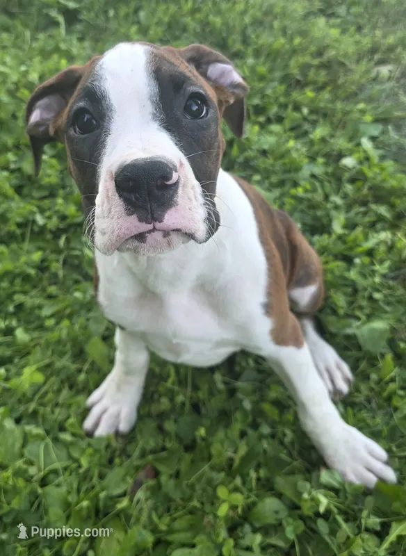 Puppy 3 – Boxer puppy for sale in Radcliffe, IA
