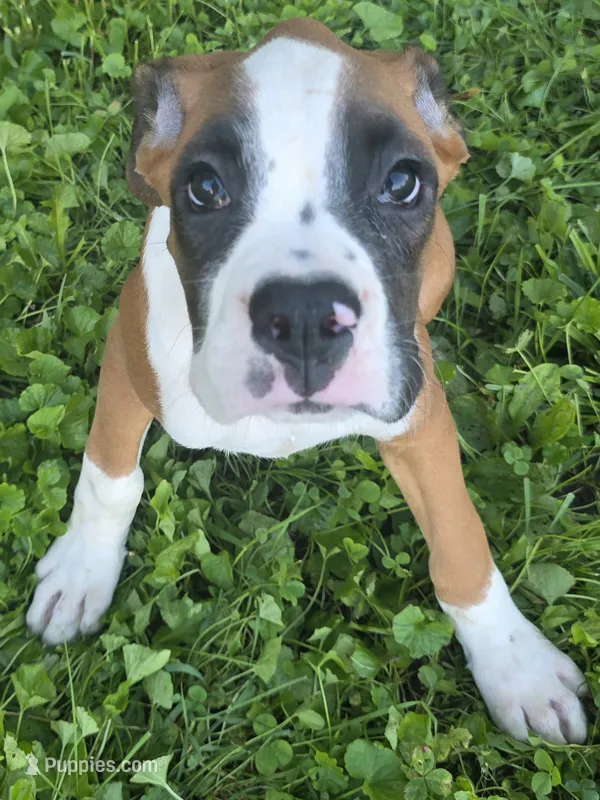 Puppy 10 – Boxer puppy for sale in Radcliffe, IA