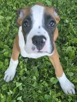 Puppy 10, a male Boxer for sale in Radcliffe, IA – 1 of 3