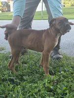Puppy 2, a male Boxer for sale in Radcliffe, IA – 2 of 2