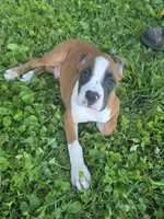 Puppy 10, a male Boxer for sale in Radcliffe, IA – 2 of 3