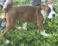Puppy 10, a male Boxer for sale in Radcliffe, IA – 3 of 3