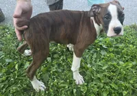 Puppy 3, a female Boxer for sale in Radcliffe, IA – 2 of 2