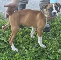 Puppy 5, a female Boxer for sale in Radcliffe, IA – 2 of 2