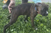 Puppy 9, a female Boxer for sale in Radcliffe, IA – 2 of 2
