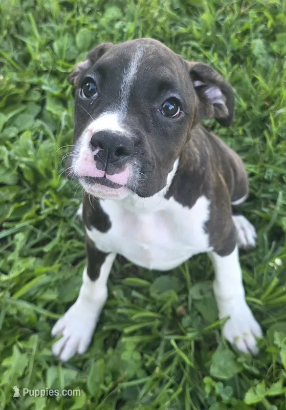 Puppy 8 – Boxer puppy for sale in Radcliffe, IA