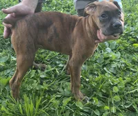 Puppy 4, a female Boxer for sale in Radcliffe, IA – 2 of 2