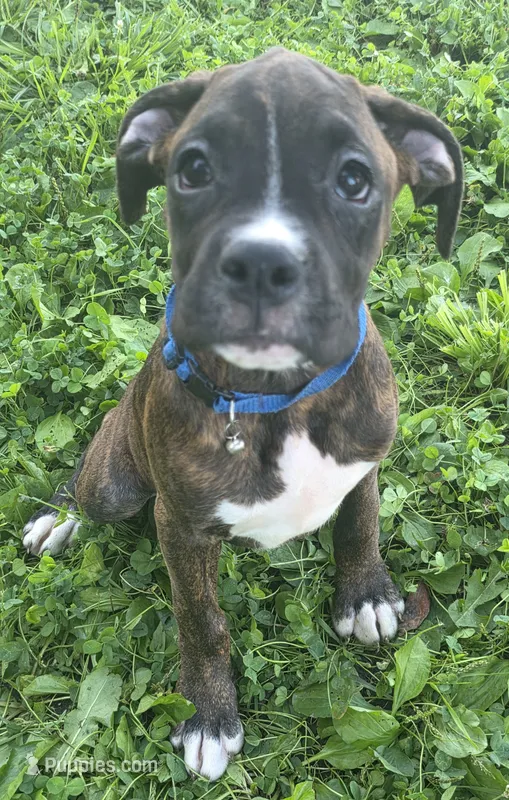 Puppy 9 – Boxer puppy for sale in Radcliffe, IA