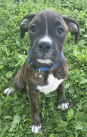 Puppy 9, a female Boxer for sale in Radcliffe, IA – 1 of 2