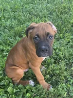 Puppy 2, a male Boxer for sale in Radcliffe, IA – 1 of 2