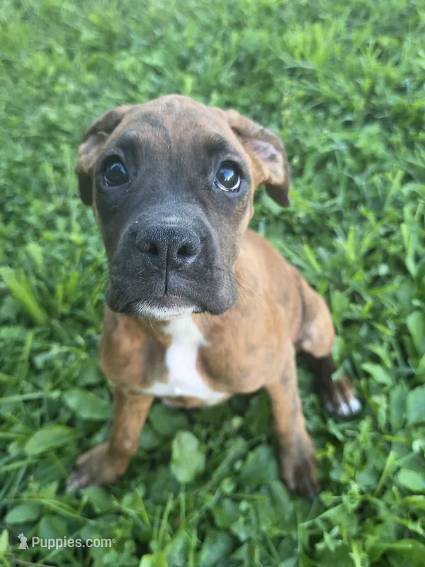 Puppy 4 – Boxer puppy for sale in Radcliffe, IA