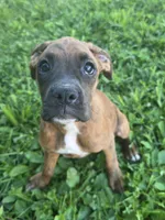 Puppy 4, a female Boxer for sale in Radcliffe, IA – 1 of 2