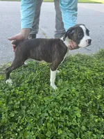 Puppy 1, a female Boxer for sale in Radcliffe, IA – 2 of 2
