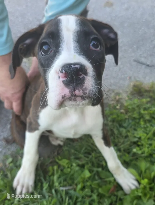 Puppy 1 – Boxer puppy for sale in Radcliffe, IA
