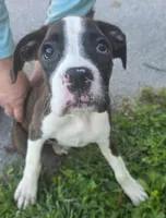 Puppy 1, a female Boxer for sale in Radcliffe, IA – 1 of 2