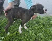 Puppy 8, a female Boxer for sale in Radcliffe, IA – 2 of 2
