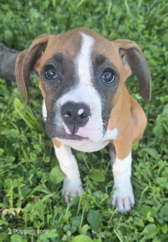 Puppy 5 – Boxer puppy for sale in Radcliffe, IA