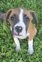 Puppy 5, a female Boxer for sale in Radcliffe, IA – 1 of 2