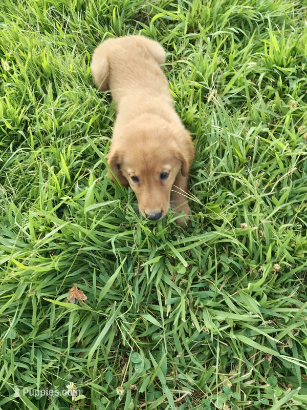 Yogi (AKC) – Golden Retriever puppy for sale in Dora, MO
