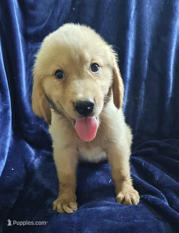 Shiloh (AKC) – Golden Retriever puppy for sale in Denver, CO
