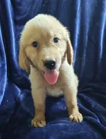 Shiloh (AKC), a male Golden Retriever for sale in Denver, CO – 1 of 1